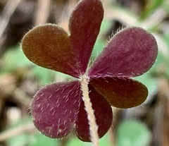 Oxalis perennans