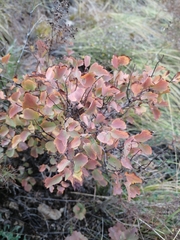 Spiraea trilobata