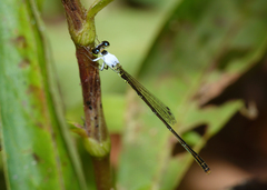 Agriocnemis dobsoni