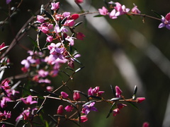 Boronia ledifolia