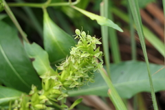 Habenaria repens
