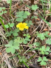 Oxalis perennans