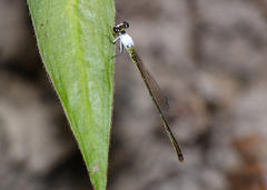 Agriocnemis dobsoni