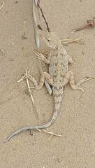 Phrynocephalus guttatus