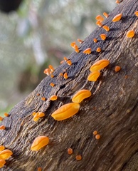 Heterotextus miltinus