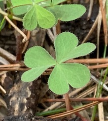 Oxalis perennans