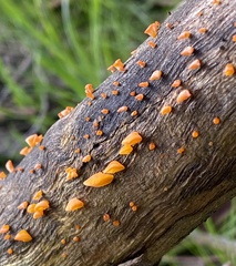 Heterotextus miltinus