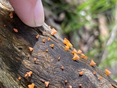 Heterotextus miltinus