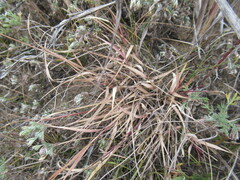 Cleistogenes squarrosa