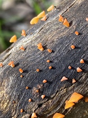 Heterotextus miltinus