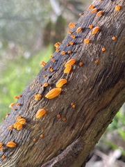 Heterotextus miltinus