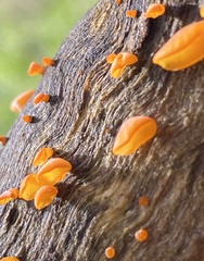 Heterotextus miltinus