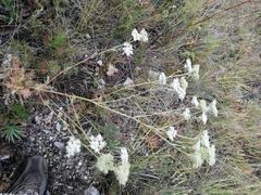 Kitagawia baicalensis