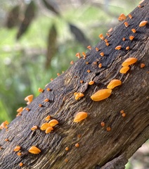 Heterotextus miltinus