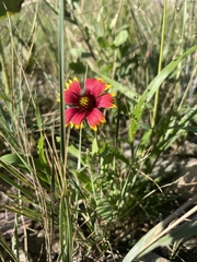 Gaillardia