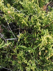 Juniperus sabina