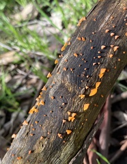 Heterotextus miltinus