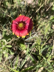 Gaillardia