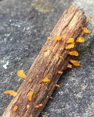Heterotextus miltinus