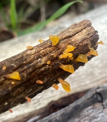 Heterotextus miltinus