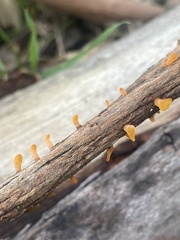 Heterotextus miltinus