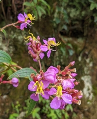 Melastomeae