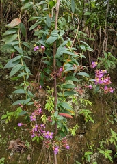 Melastomeae