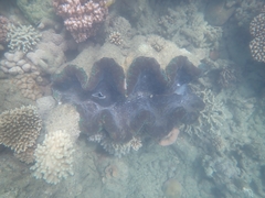 Tridacna gigas