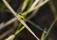 Ischnura pruinescens