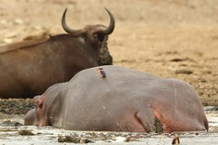 Syncerus caffer caffer