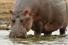 Hippopotamus amphibius