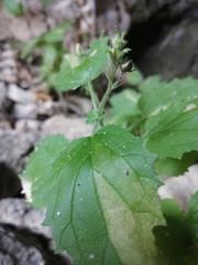 Scrophularia