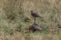 Vanellus superciliosus