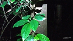 Maesa perlaria formosana