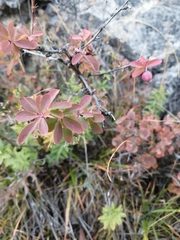 Berberis sibirica