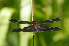 Rhyothemis princeps