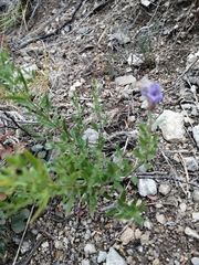 Dracocephalum peregrinum