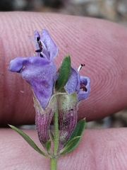 Dracocephalum peregrinum