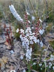 Epacris