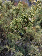 Juniperus pseudosabina