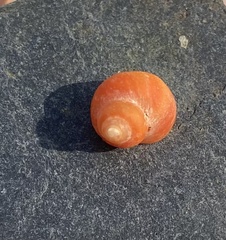 Littorina