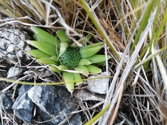 Orostachys spinosa