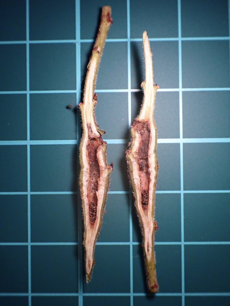 Ceanothus stem gall moth