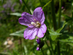 Epilobium alpestre