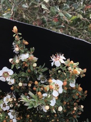 Leptospermum coriaceum