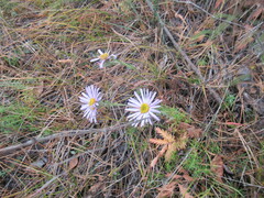 Aster biennis