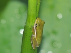 Hyla cinerea