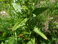 Epilobium alpestre