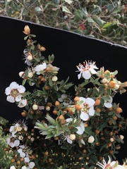Leptospermum coriaceum