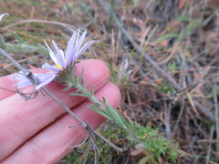 Aster biennis